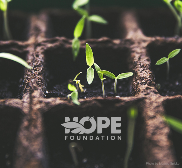 Quỹ Hy vọng – Hope Foundation